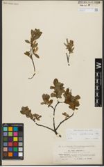 Foto von Salix waldsteiniana Willd.